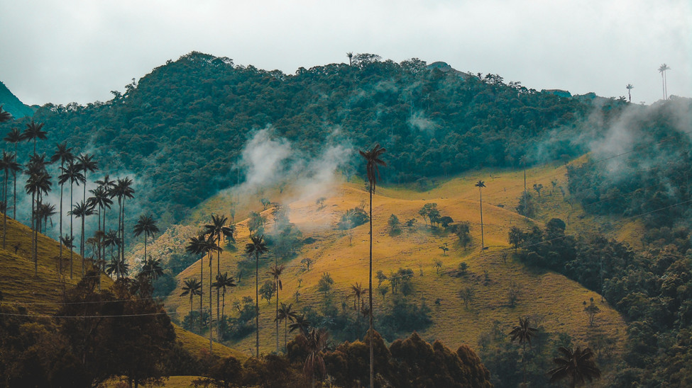 Cocora Valley, Colombia. Photo: María Fernanda Fierro, Unsplash