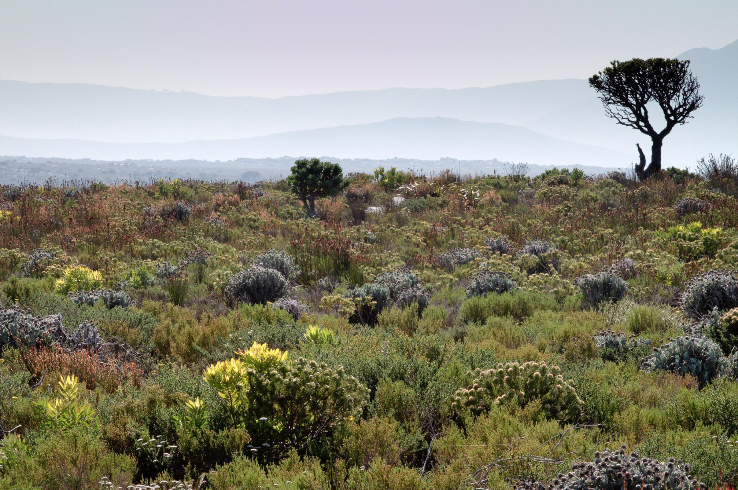 Fynbos is home to an incredible diversity of plants. Almost 9000 species occur in the region, with 6000 found nowhere else on earth. At present, nearly 2000 of these species are threatened with extinction. Photo: Adam Wilson